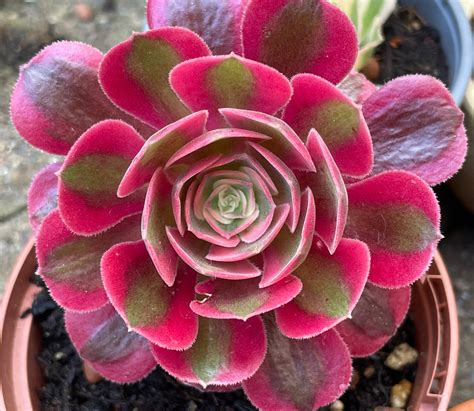 Aeonium pink witch offered for sale